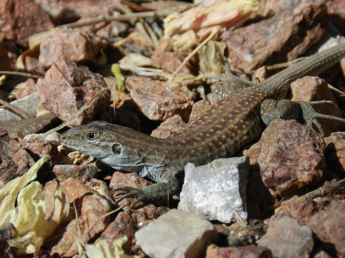 Image of Chihuahuan spotted whiptail