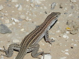 Image of Chihuahuan spotted whiptail