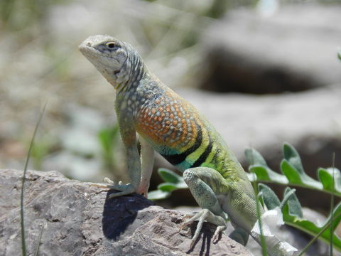 Image de Cophosaurus texanus Troschel 1852