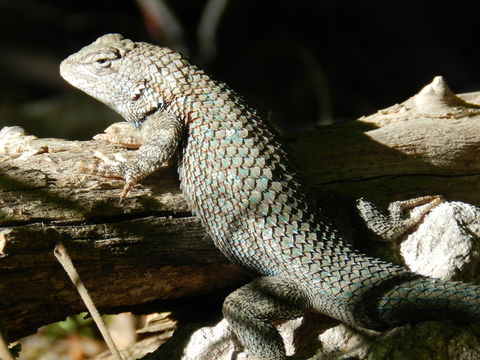 Слика од Sceloporus clarkii Baird & Girard 1852