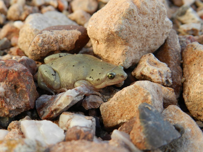 Image of Great Plains Narrowmouth Toad