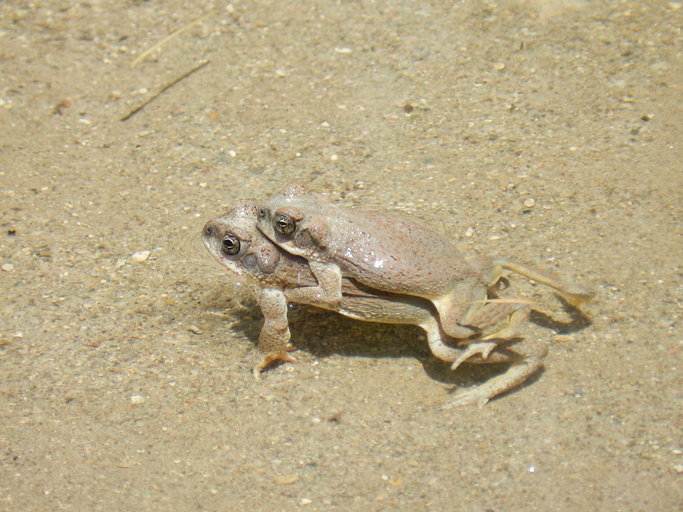 صورة Anaxyrus punctatus (Baird & Girard 1852)