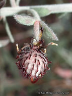 Image of <i>Krameria bicolor</i>