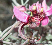 Image of <i>Krameria bicolor</i>