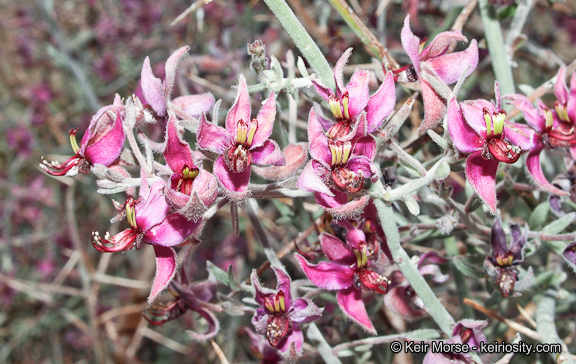 Image of <i>Krameria bicolor</i>