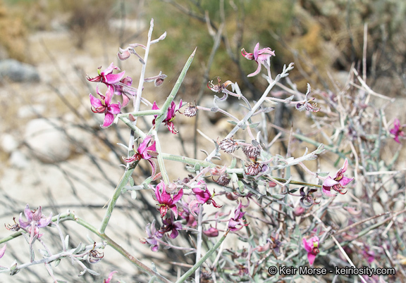 Image of <i>Krameria bicolor</i>