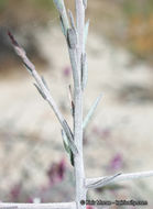 Image of <i>Krameria bicolor</i>