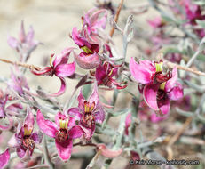 Image of <i>Krameria bicolor</i>