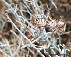 Image of <i>Krameria bicolor</i>