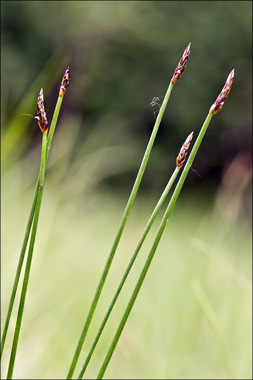 Image of Slender Spike-rush