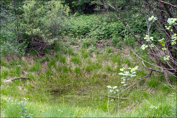 Image of Slender Spike-rush