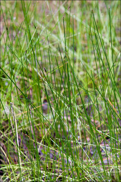 Image of Slender Spike-rush