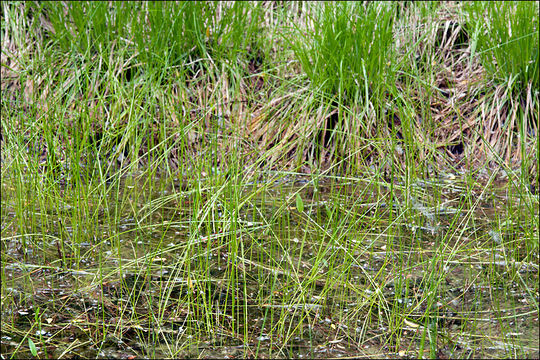 Image of Slender Spike-rush