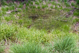 Image of Slender Spike-rush