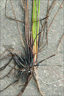 Image of Slender Spike-rush