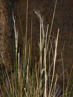 Image of <i>Stipa speciosa</i>