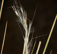 Image of <i>Stipa speciosa</i>