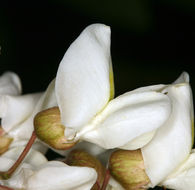 Image of black locust