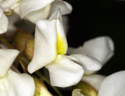 Image of black locust