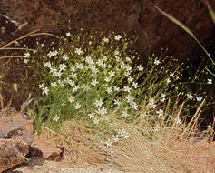 Image of Ferris' sandwort