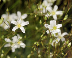 Image of Ferris' sandwort