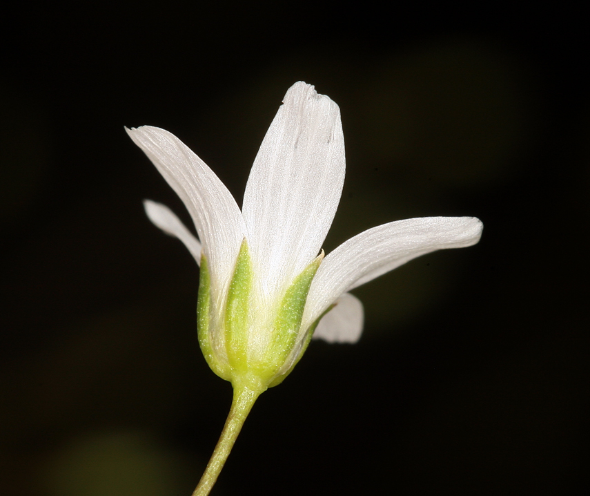 Image of Ferris' sandwort