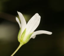 Image of Ferris' sandwort