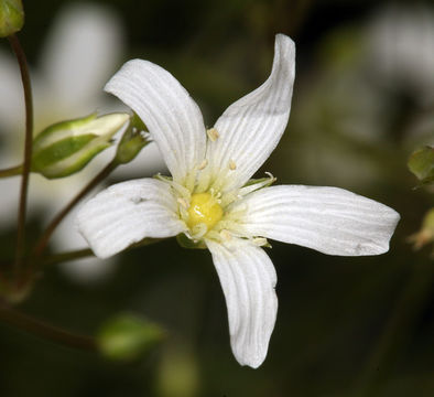 Image of Ferris' sandwort