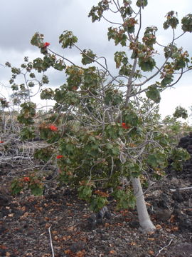Image of Hawai'i treecotton