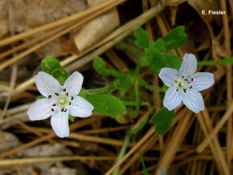 Image of baby blue eyes