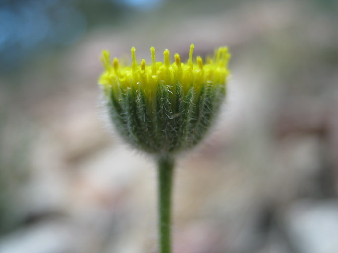 Image of <i>Erigeron <i>aphanactis</i></i> var. aphanactis