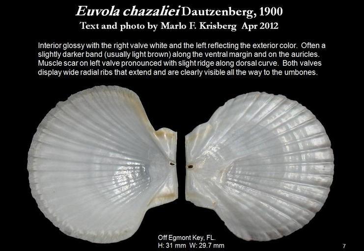 Image of Euvola chazaliei (Dautzenberg 1900)