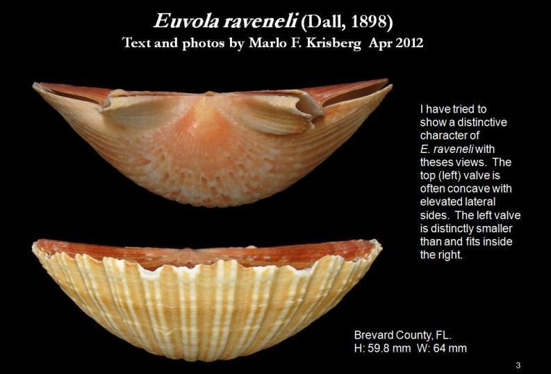 Image of Euvola raveneli (Dall 1898)