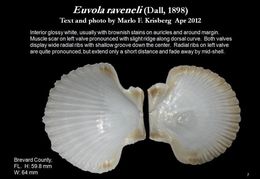 Image of Euvola raveneli (Dall 1898)