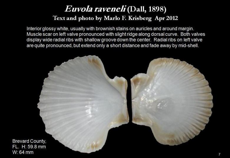 Image of Euvola raveneli (Dall 1898)