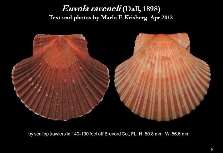 Image of Euvola raveneli (Dall 1898)