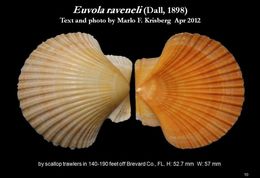 Image of Euvola raveneli (Dall 1898)