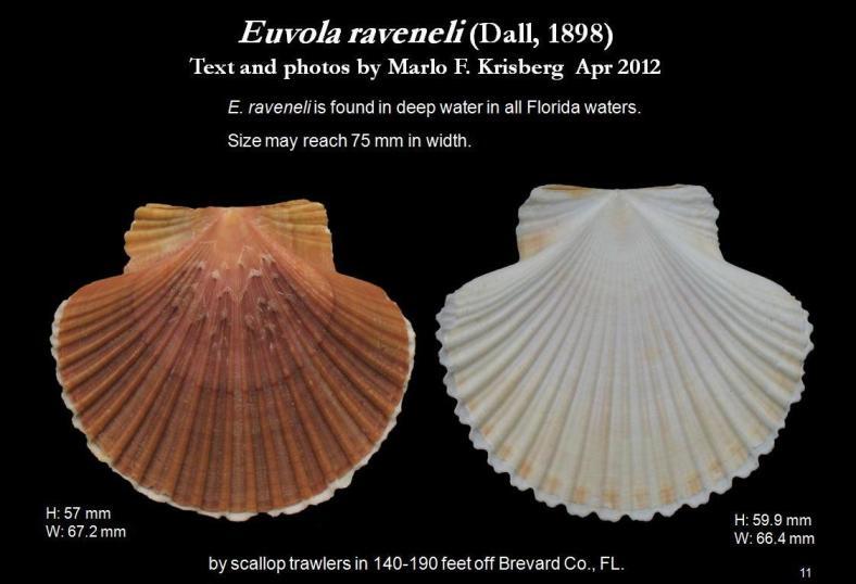 Image of Euvola raveneli (Dall 1898)