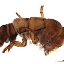 Image of Trichomacronema