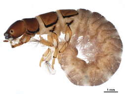 Image of Hydromanicus