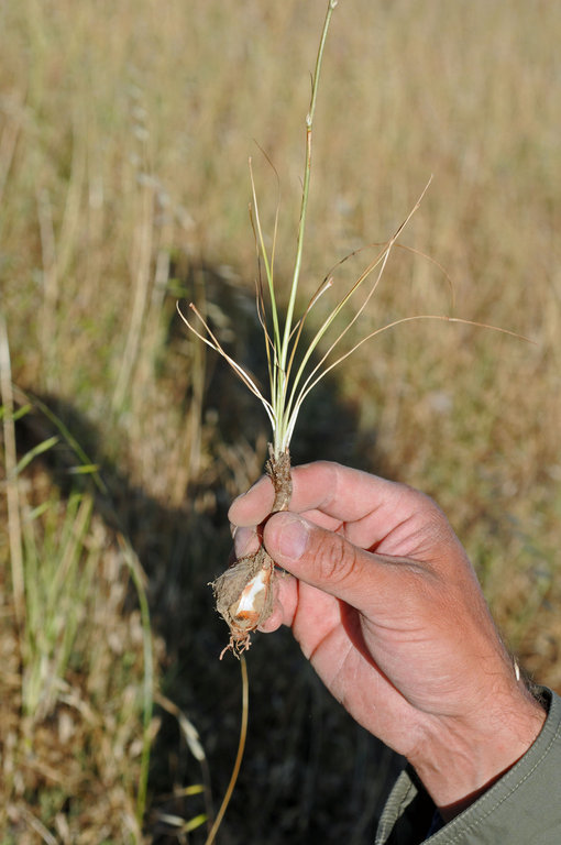 Слика од Chlorogalum angustifolium Kellogg