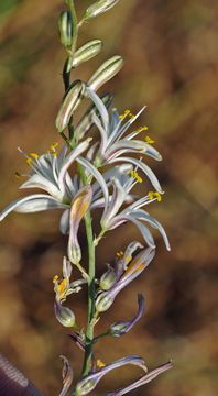 Image of narrowleaf soap plant