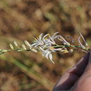 Image of narrowleaf soap plant