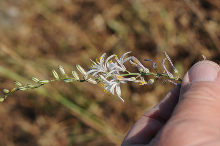 Слика од Chlorogalum angustifolium Kellogg