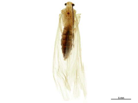 صورة Macronematinae