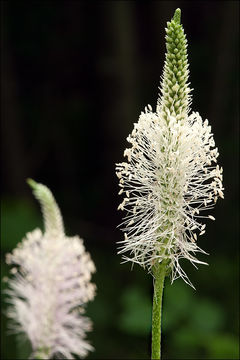 Image of Hoary Plantain