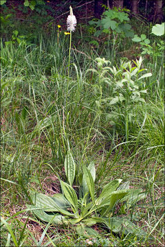 Image de Plantain bâtard