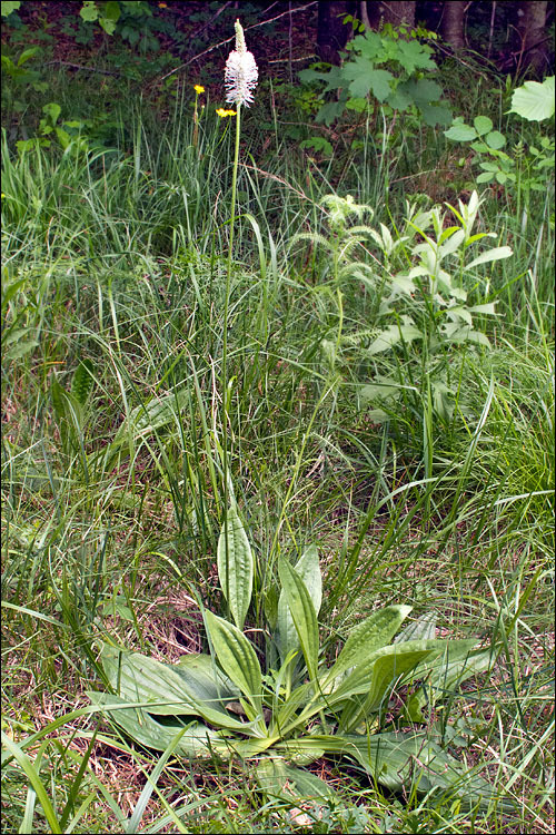 Image of Hoary Plantain