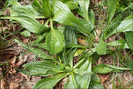 Image of Hoary Plantain