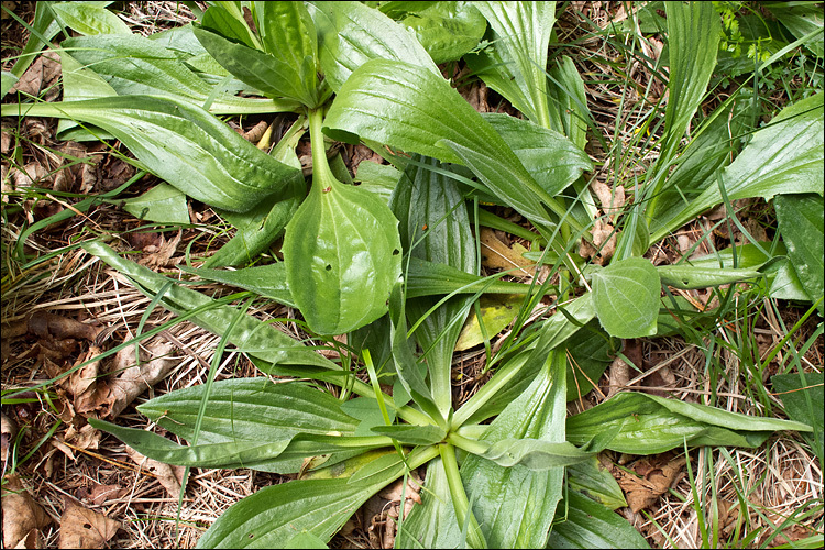 Image of Hoary Plantain